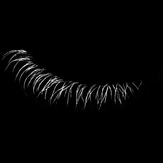 Eyelash Kit brush 17 of 46 — Procreate stamp preview
